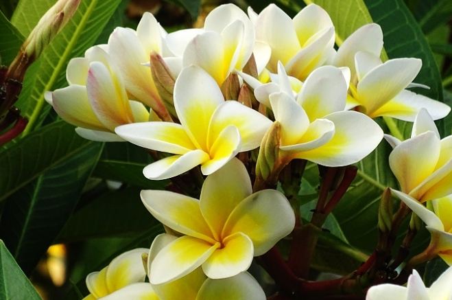 雞蛋花種植 雞蛋花種植