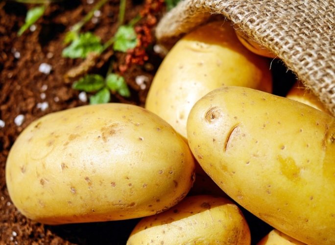 馬鈴薯種植 馬鈴薯種植