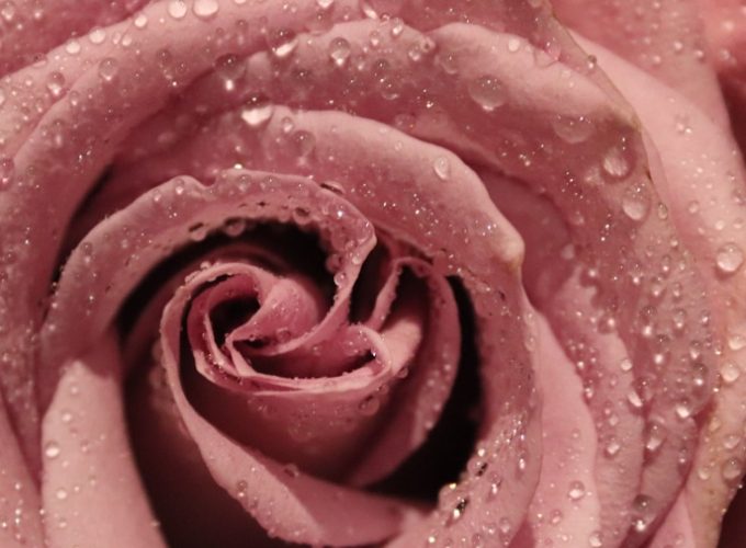 玫瑰葉子變黃預防 玫瑰葉子變黃預防