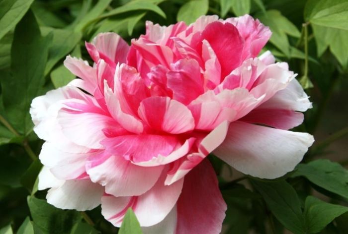 葉牡丹養護 葉牡丹養護