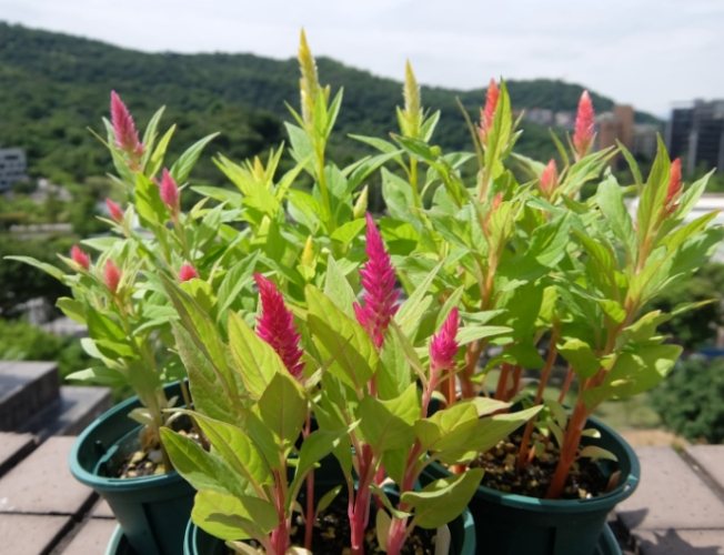 雞冠花葉子養護 雞冠花葉子養護