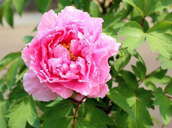 松葉牡丹播種時間 松葉牡丹播種時間