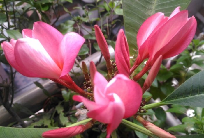 雞蛋花病害 雞蛋花病害