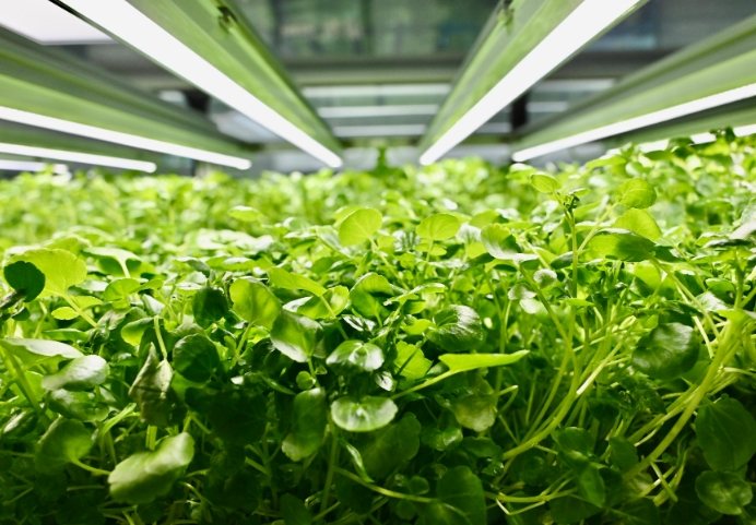 黃金葛水耕營養 黃金葛水耕營養