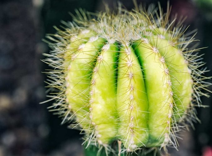 仙人球養護方法 仙人球養護方法