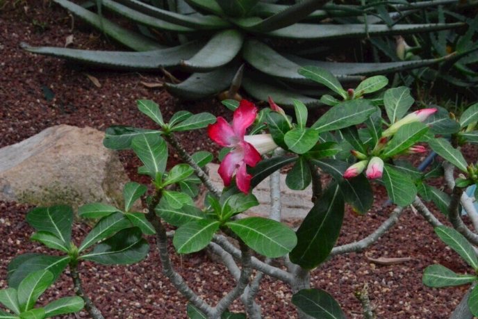 沙漠玫瑰全顆粒購買 沙漠玫瑰全顆粒購買