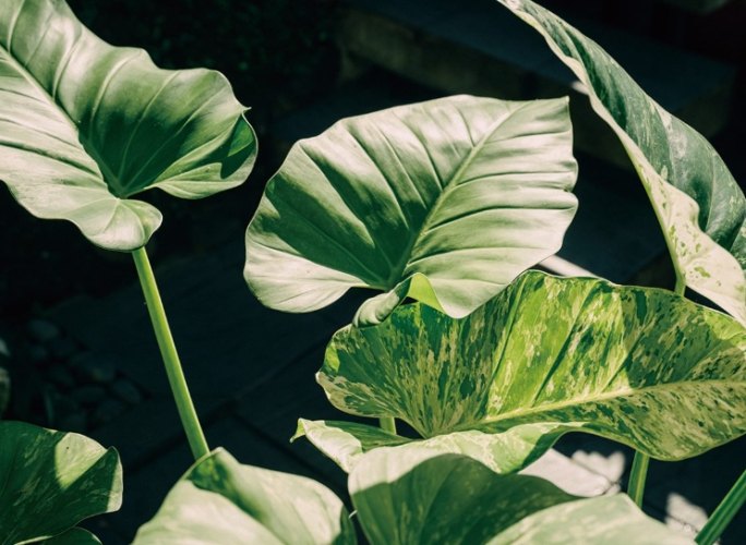 葉子尖端變黑處理