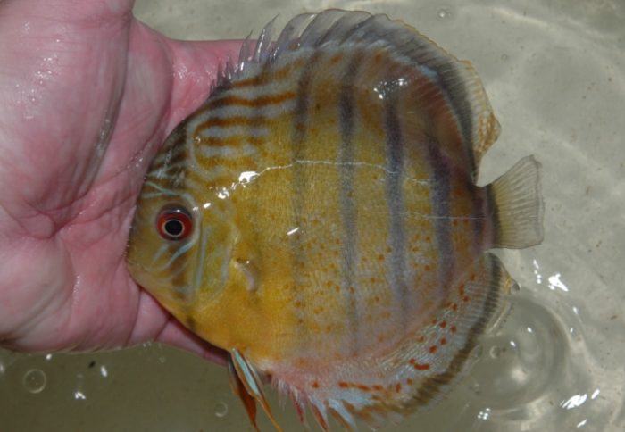 綠色觀賞魚品種