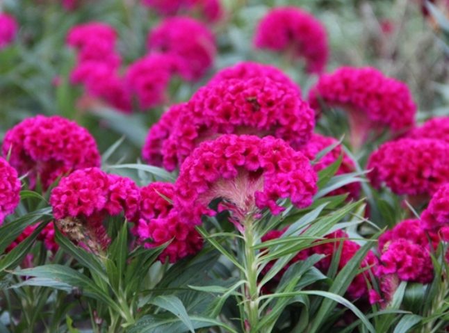 鳳尾雞冠花 養護 鳳尾雞冠花 養護