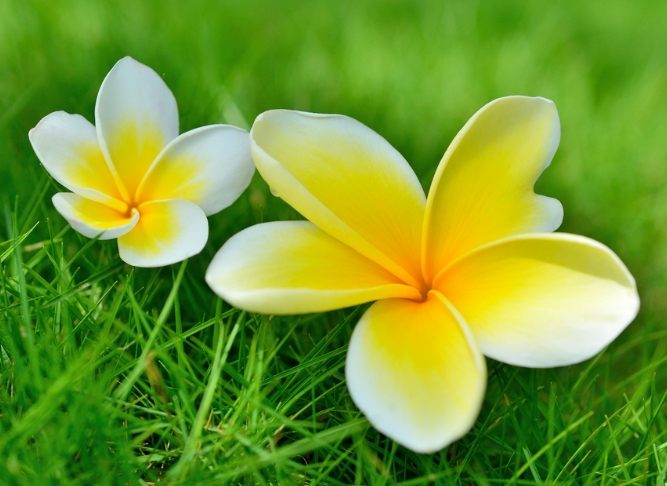 雞蛋花病害 雞蛋花病害