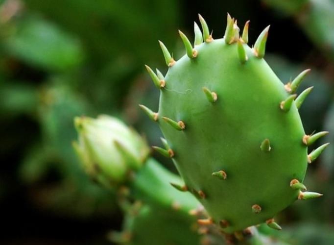 仙人掌爛根處理 仙人掌爛根處理