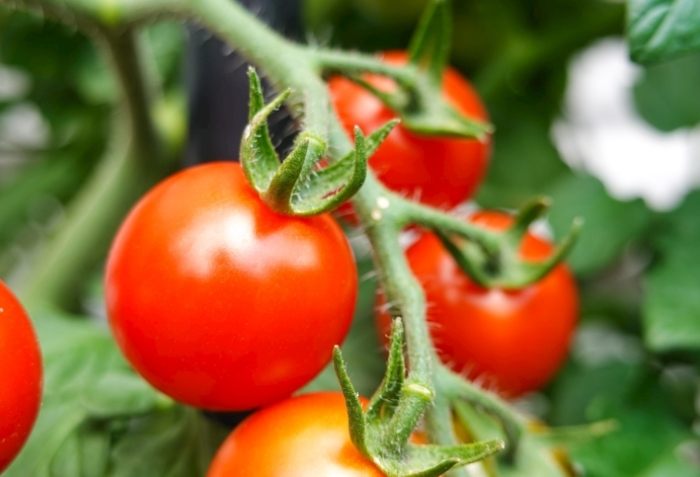 番茄種植方法