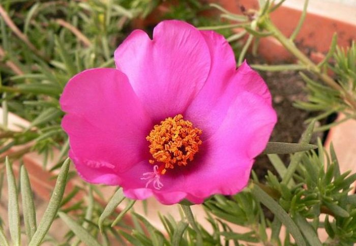 松葉牡丹冬季養護 松葉牡丹冬季養護