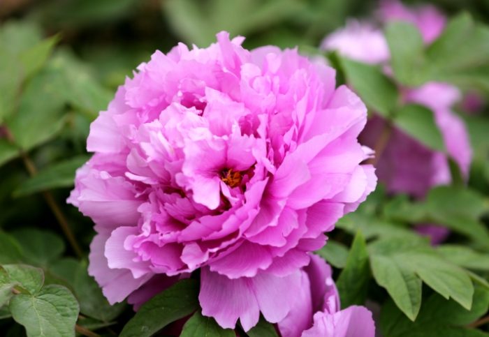 松葉牡丹養護 松葉牡丹養護