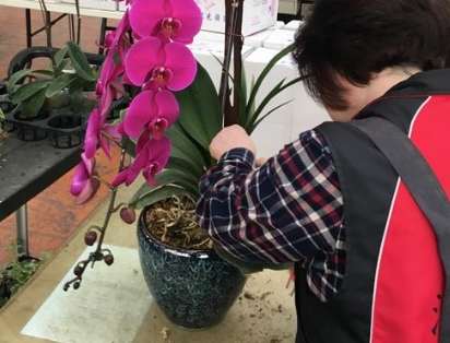 塊根換盆步驟 塊根換盆步驟