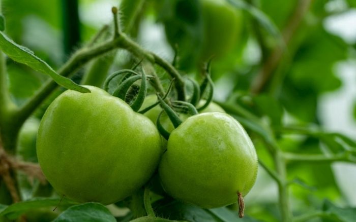 家庭種植西紅柿 家庭種植西紅柿