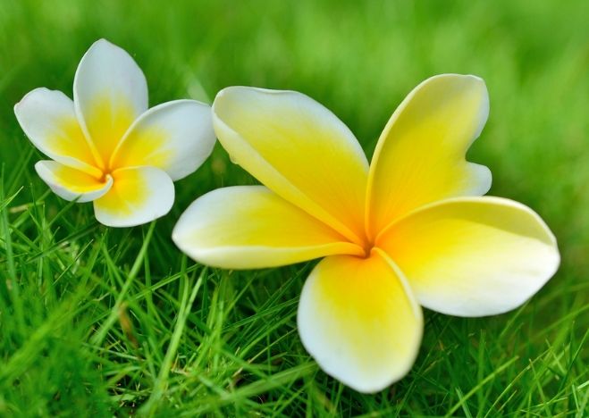 雞蛋花種植 雞蛋花種植