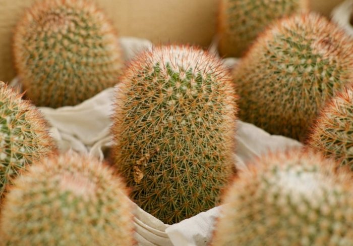 仙人掌肥料推薦