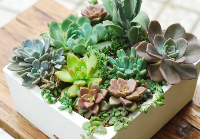 多肉盆栽設計 多肉盆栽設計