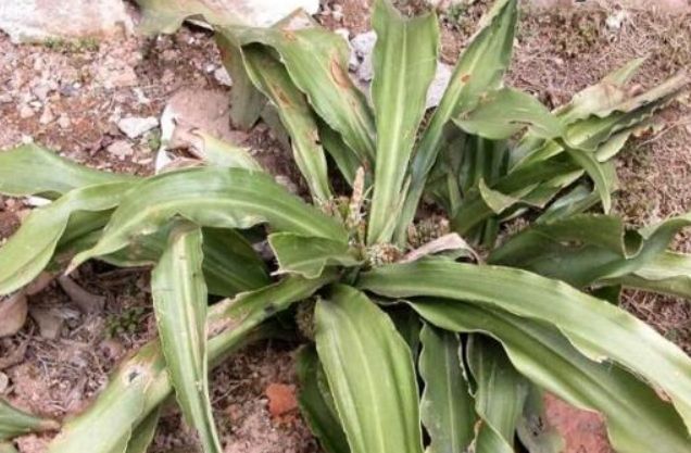 月光萬年青照顧 月光萬年青照顧