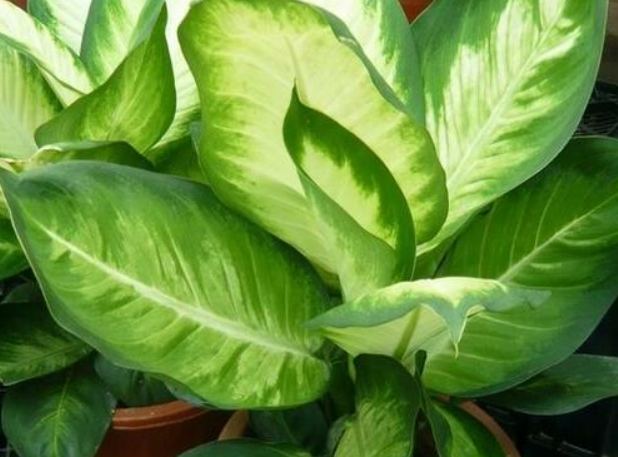 萬年青養護技巧