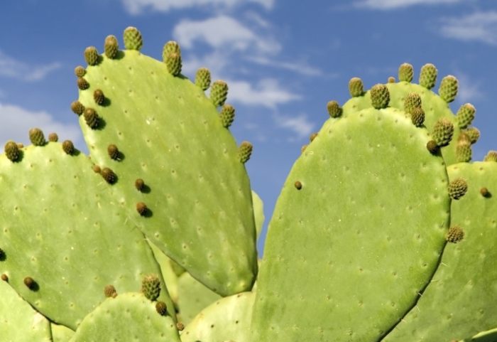 仙人掌養護 仙人掌養護