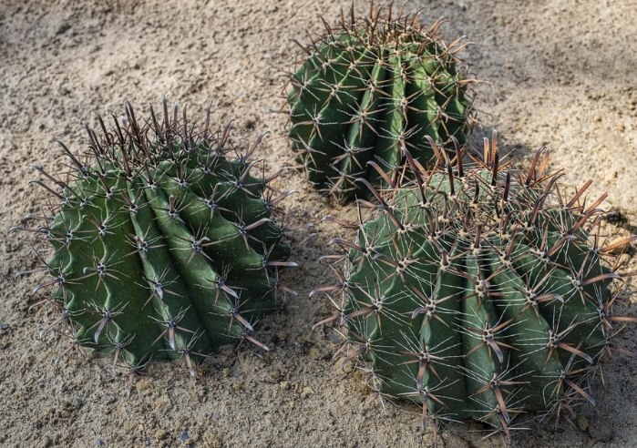 仙人掌養護技巧