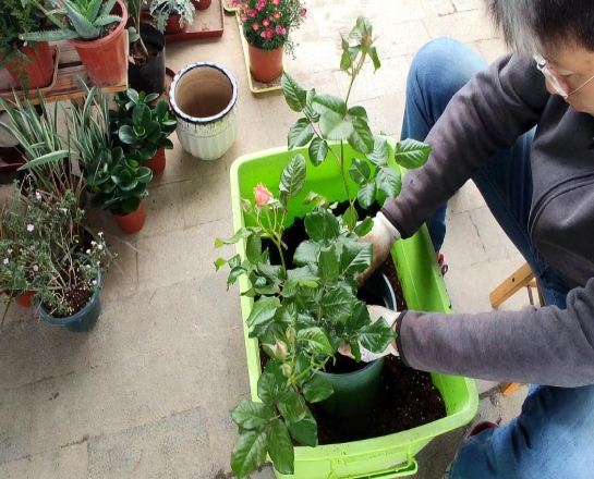 塊根植物換盆 塊根植物換盆