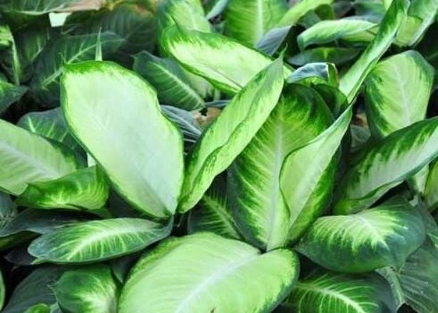 月光萬年青養護 月光萬年青養護