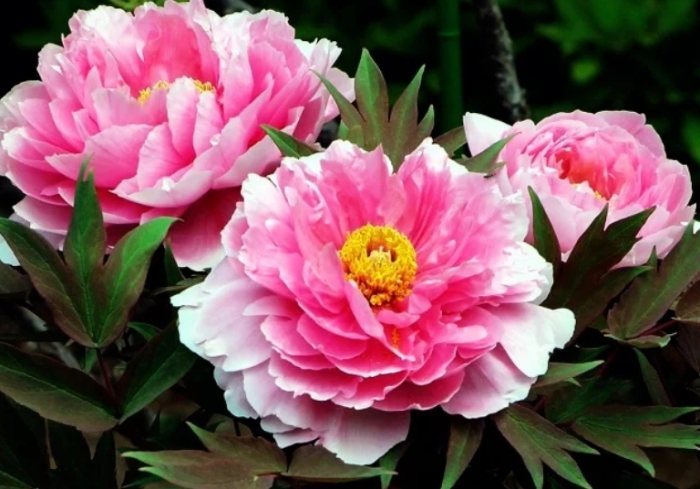 松葉牡丹品種 松葉牡丹品種