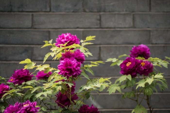 觀葉植物澆水 觀葉植物澆水