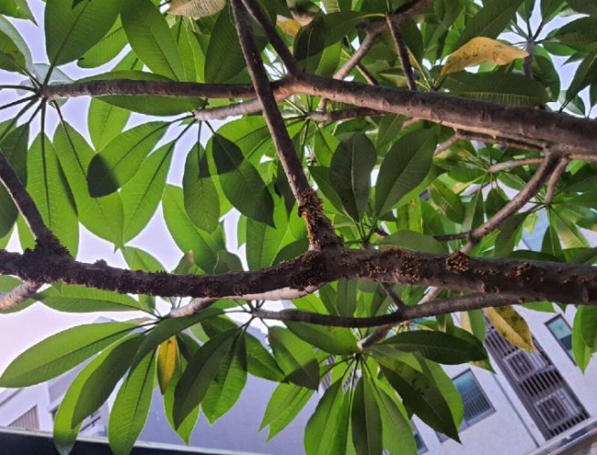 雞蛋花病害處理