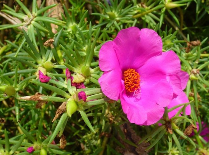 松葉牡丹栽培方法 松葉牡丹栽培方法