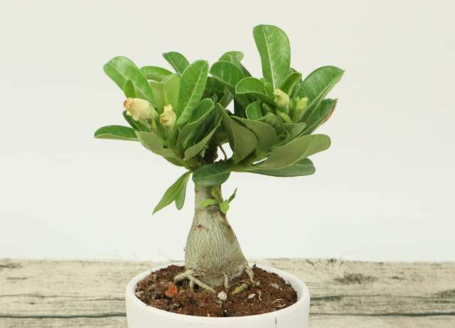 沙漠玫瑰全顆粒優點 沙漠玫瑰全顆粒優點