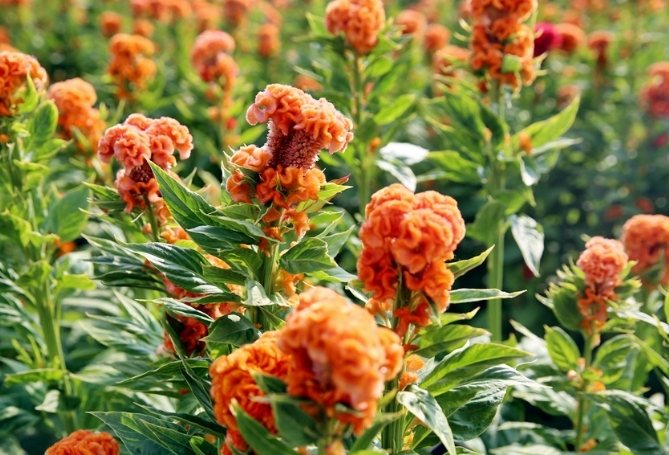 雞蛋花香水品牌