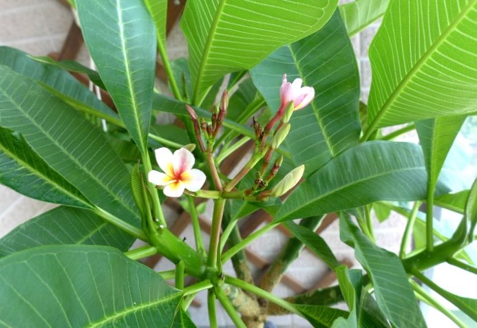 預防雞蛋花徒長 預防雞蛋花徒長