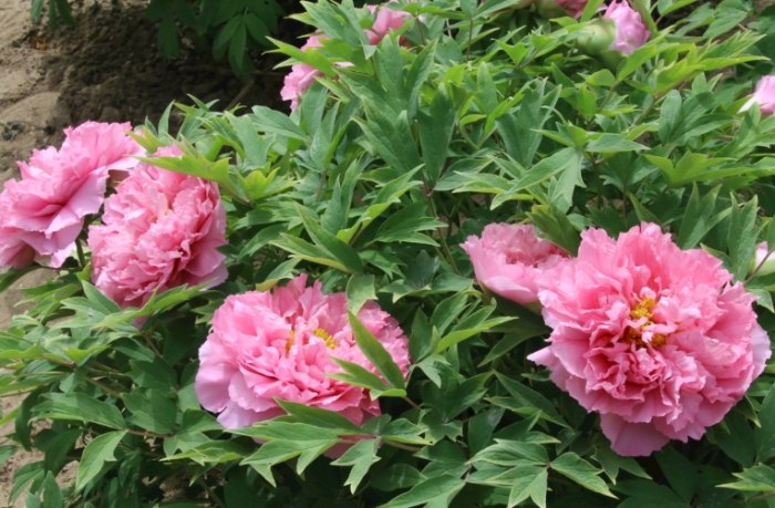 牡丹種子發芽方法