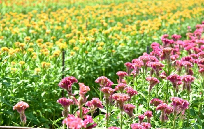 雞冠花栽培技巧 雞冠花栽培技巧