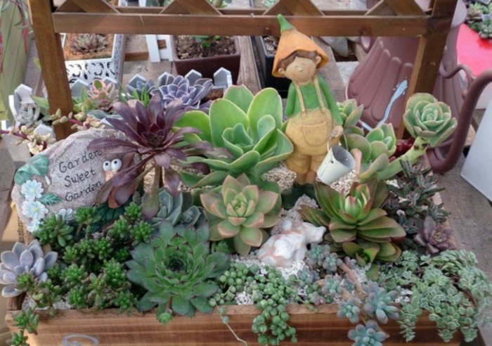 多肉植物搭配 多肉植物搭配