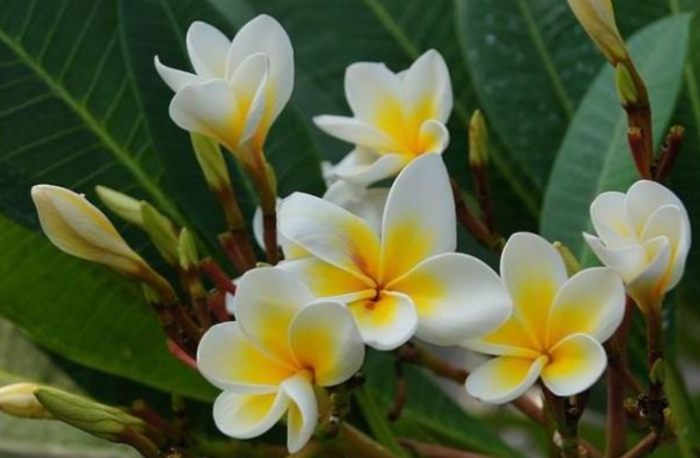 雞蛋花施肥方法 雞蛋花施肥方法