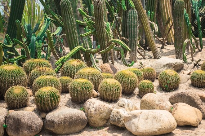 仙人掌根部腐爛 仙人掌根部腐爛