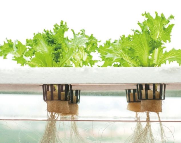 水耕黃金葛葉子變黃 水耕黃金葛葉子變黃