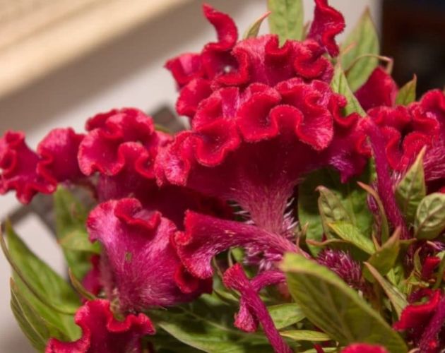 雞冠花栽培技巧 雞冠花栽培技巧