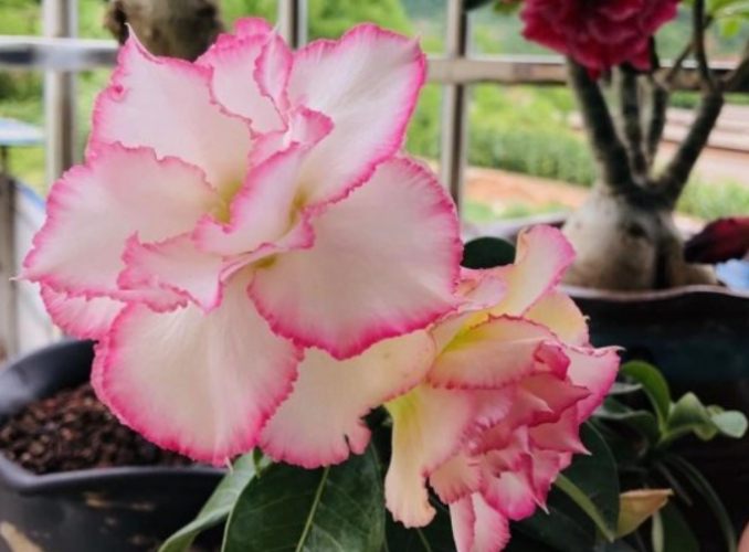 沙漠玫瑰落葉原因 沙漠玫瑰落葉原因