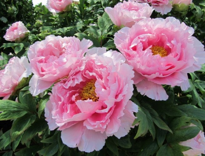 牡丹栽培技巧 牡丹栽培技巧