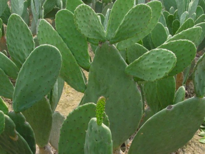 盆栽換土步驟 盆栽換土步驟