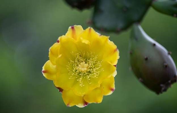 仙人掌根部護理 仙人掌根部護理