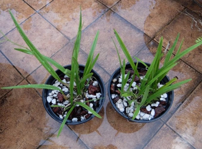 塊根換盆步驟 塊根換盆步驟