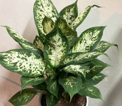 萬年青換盆方法