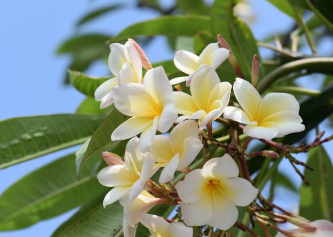 雞蛋花樹幹軟化處理 雞蛋花樹幹軟化處理